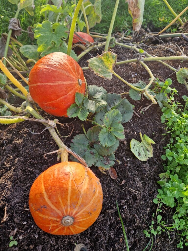 John Scobey En Zijn Gezin Leven Uit Hun Eigen Moestuin In Almere