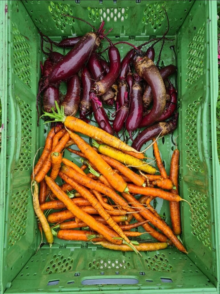 Jon Scobey en zijn gezin leven van hun eigen moestuin in Almere Oosterwold 3 John Scobey En Zijn Gezin Leven Uit Hun Eigen Moestuin In Almere