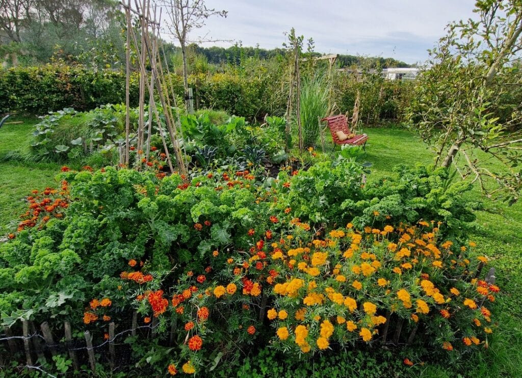 Jon Scobey en zijn gezin leven van hun eigen moestuin in Almere Oosterwold 6 John Scobey En Zijn Gezin Leven Uit Hun Eigen Moestuin In Almere