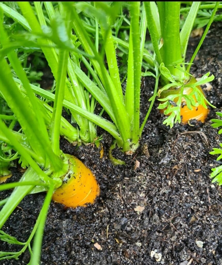 Jon Scobey en zijn gezin leven van hun eigen moestuin in Almere Oosterwold 5 John Scobey En Zijn Gezin Leven Uit Hun Eigen Moestuin In Almere