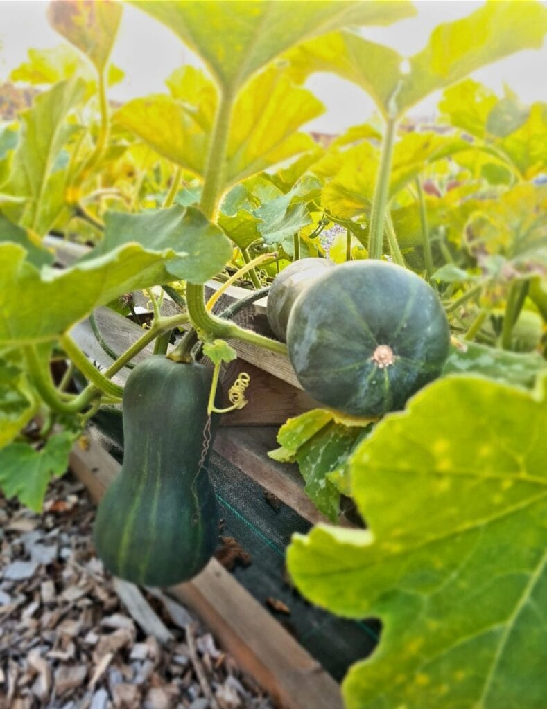 Jon Scobey en zijn gezin leven van hun eigen moestuin in Almere Oosterwold 13 John Scobey En Zijn Gezin Leven Uit Hun Eigen Moestuin In Almere
