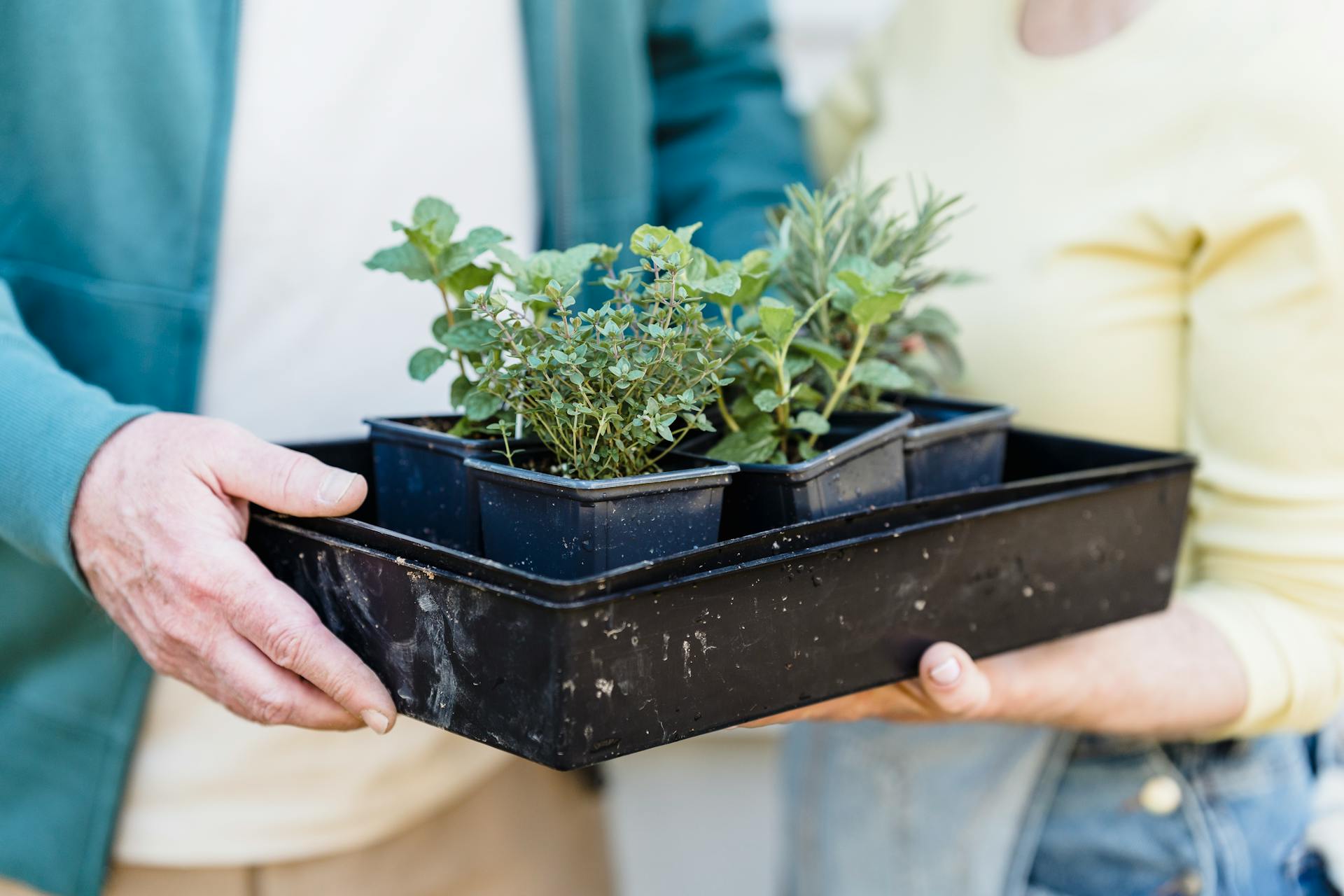 Biologische Plantenkwekerij