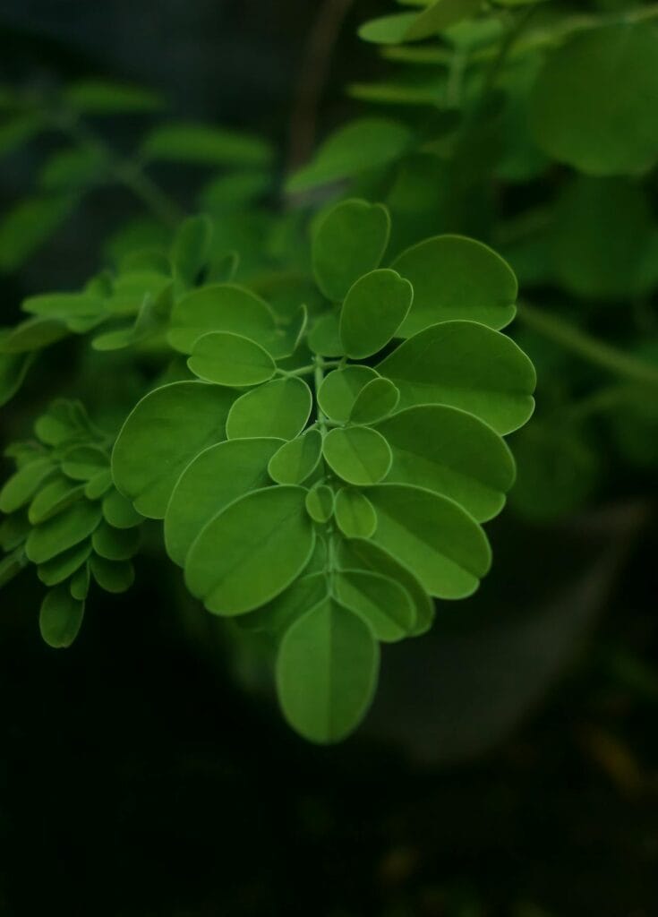 Moringa