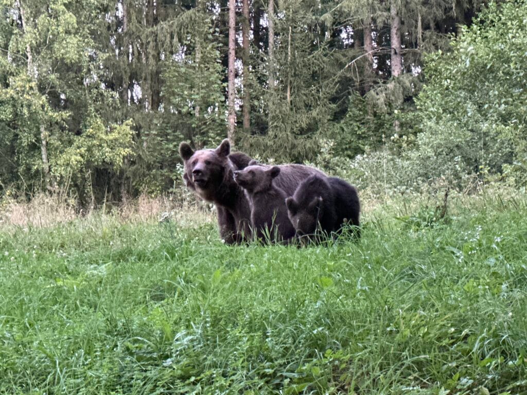 Met De Trein Naar Roemenië: Een Duurzame Reis Vol Afwisseling En Avontuur