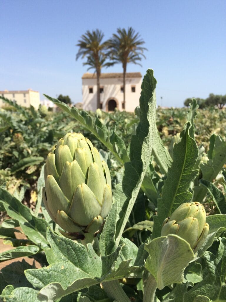 Deze Plekken In Valencia Ken Je Nog Niet: 7 Tips Van Een Local