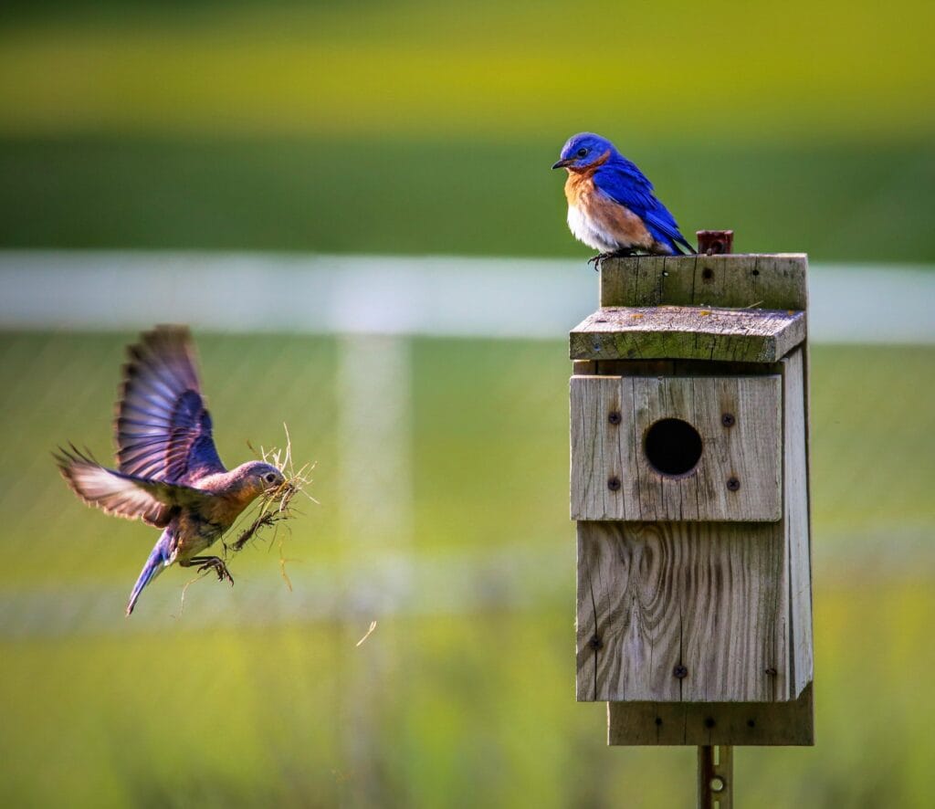Waar Moet Je Op Letten Bij Het Ophangen Van Een Vogelhuisje? We Geven 10 Tips