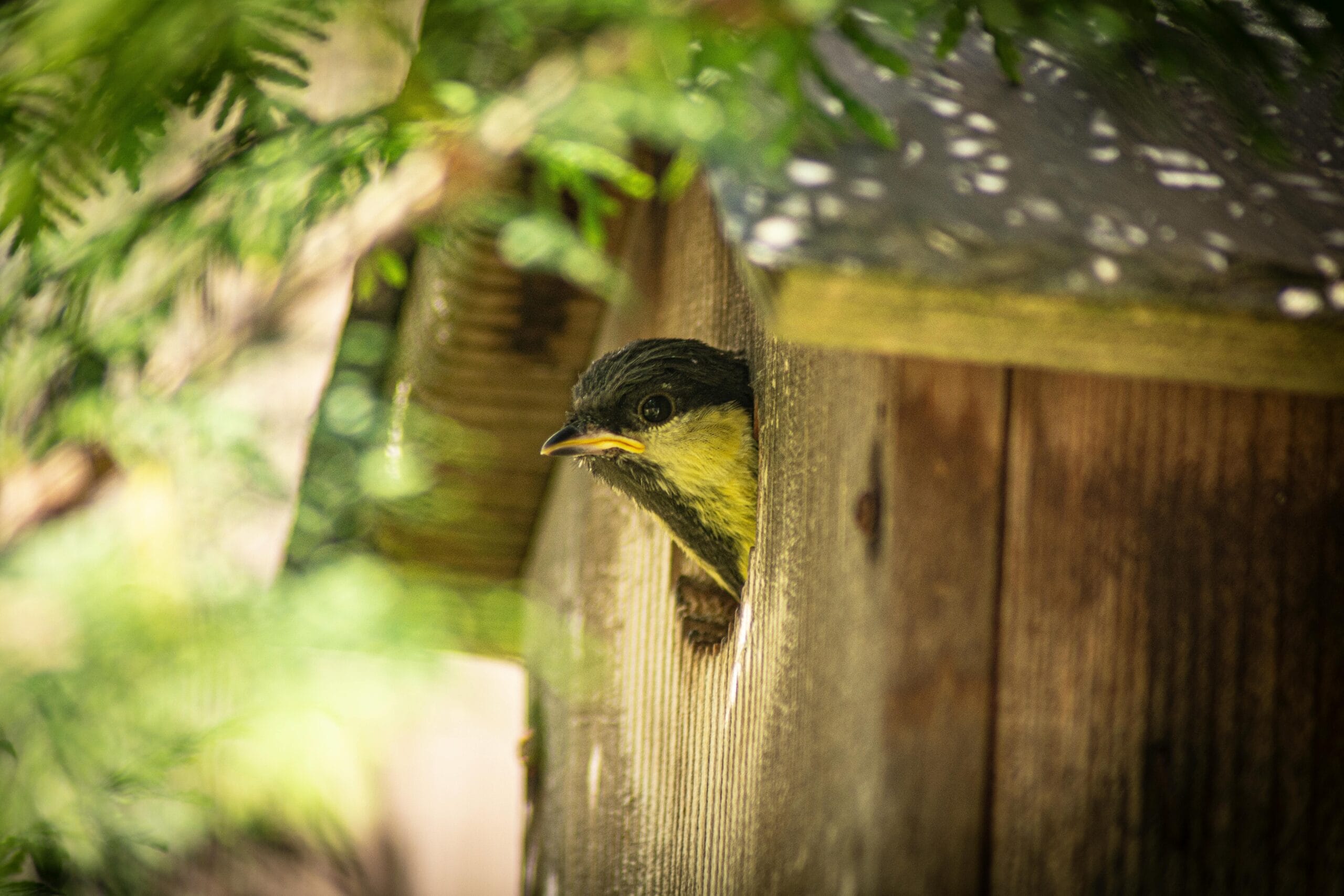 Waar Moet Je Op Letten Bij Het Ophangen Van Een Vogelhuisje? We Geven 10 Tips