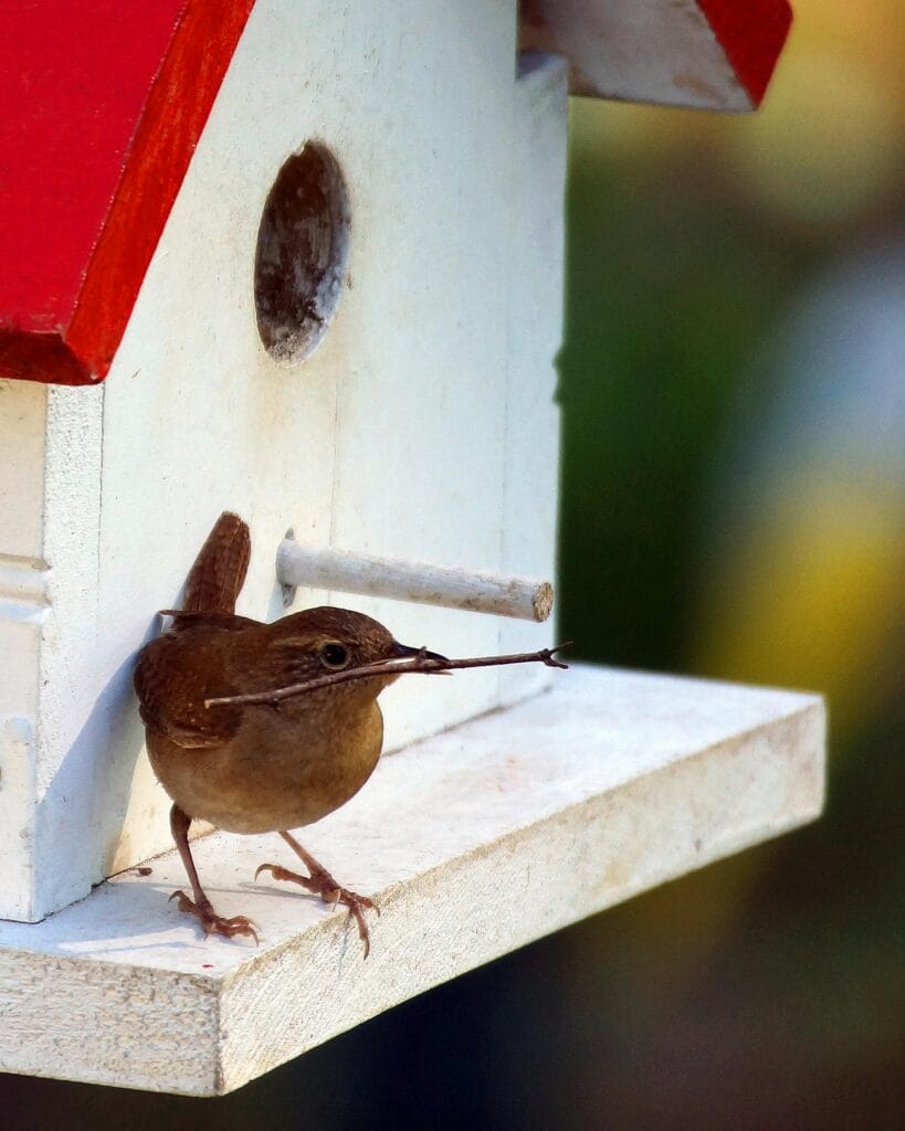 Waar Moet Je Op Letten Bij Het Ophangen Van Een Vogelhuisje? We Geven 10 Tips