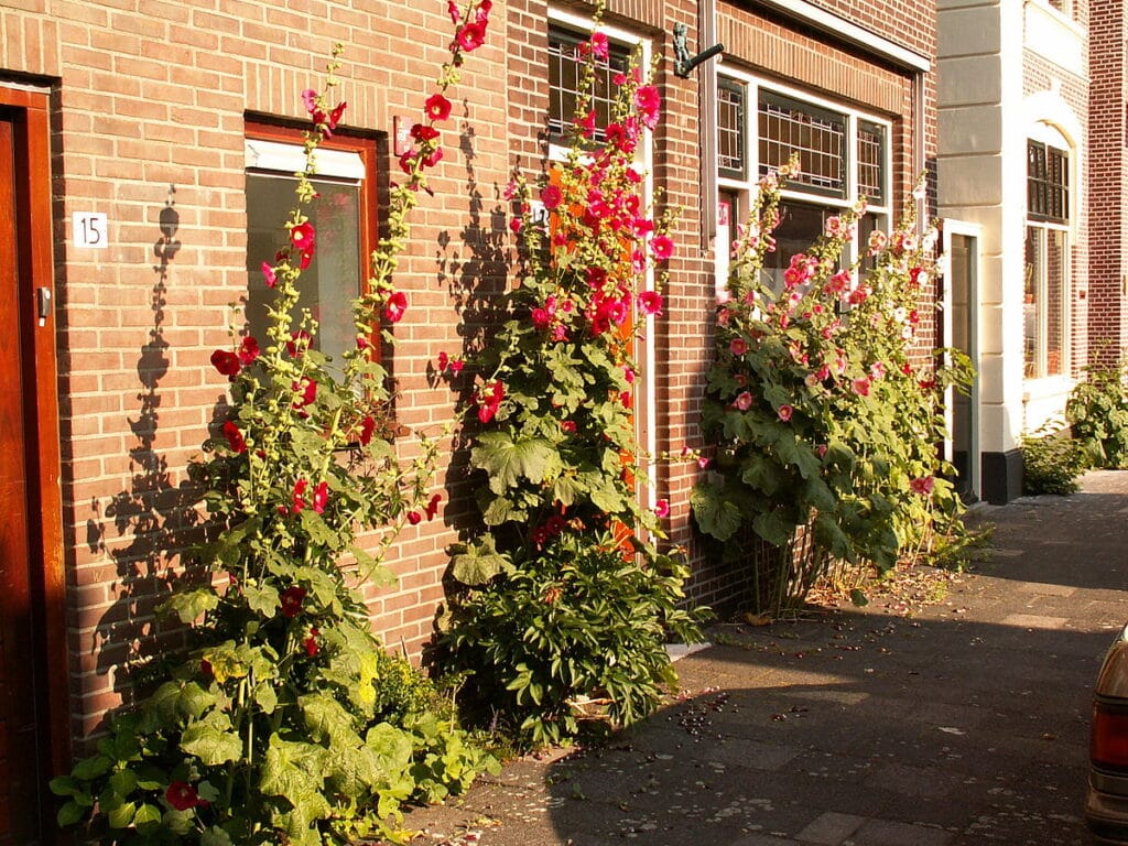 Inheemse Planten In Je Tuin: Is Dat Echt Beter?