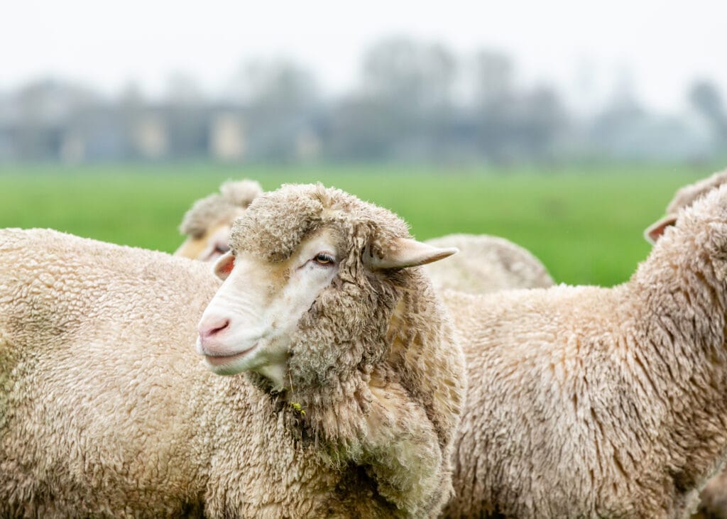 Product Environmental Footprint - Knitwit Stable