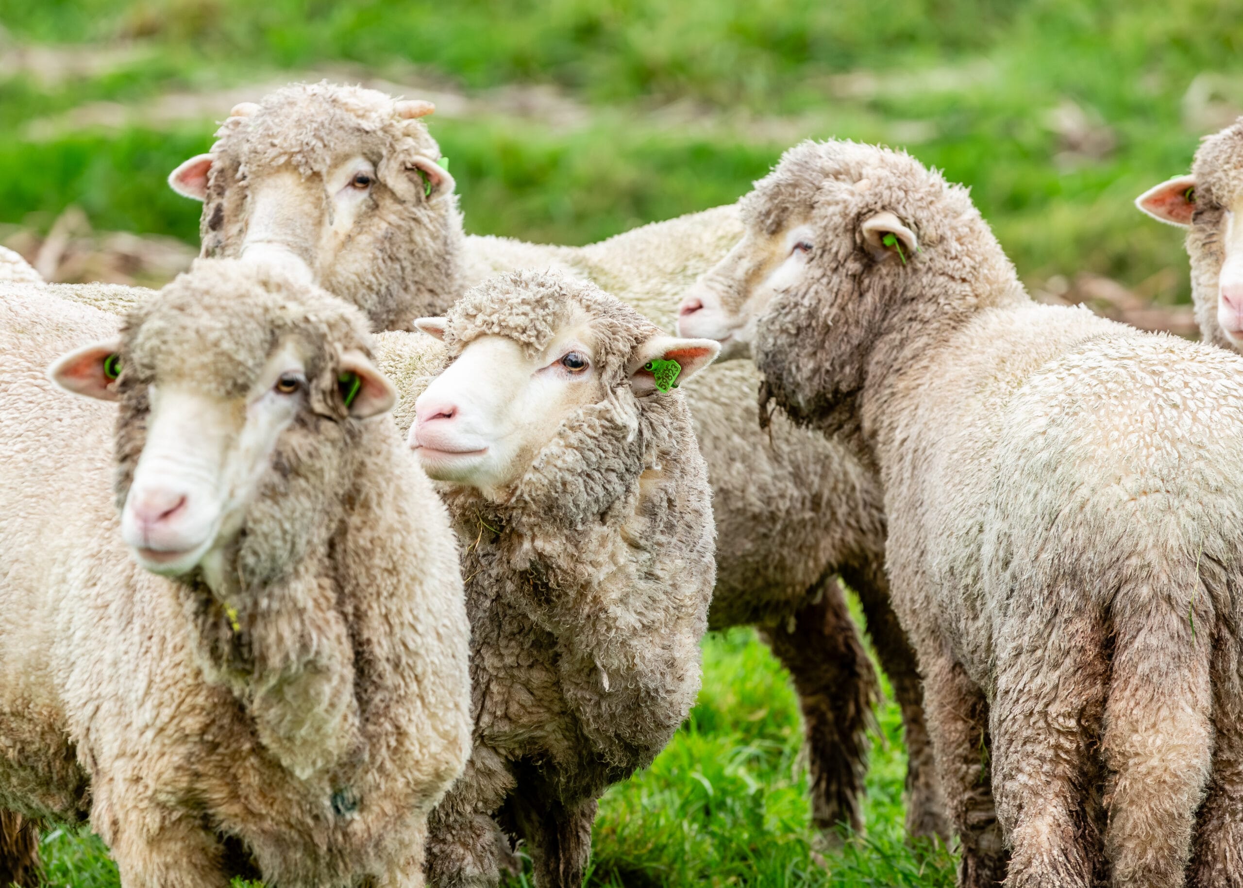Product Environmental Footprint - Knitwit Stable