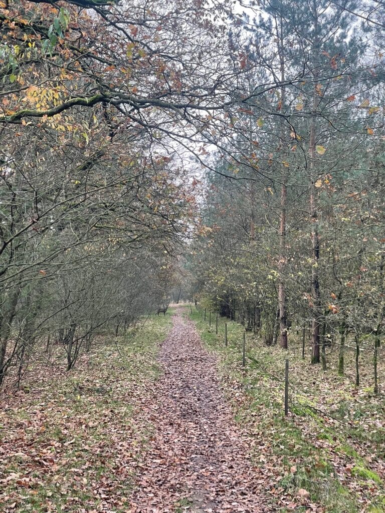 Dit zijn de leukste boscafé's in Nederland 2 Boscafé'S