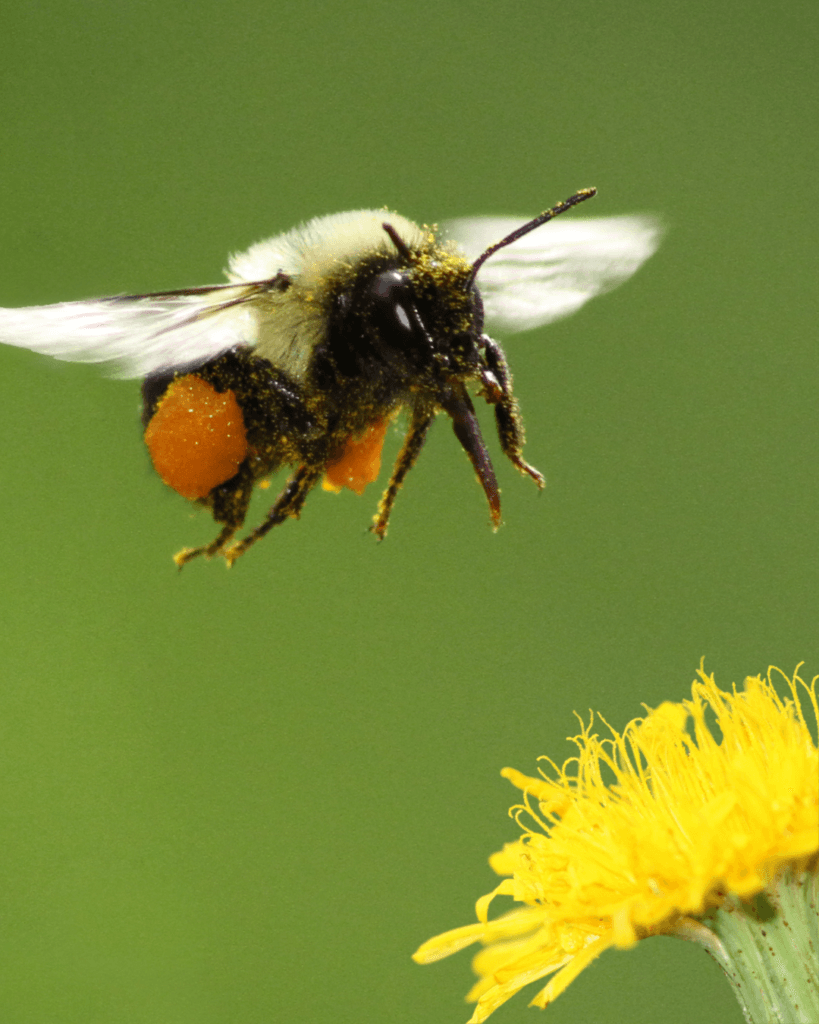 Voer de Bij Bij: meld jij je ook aan als voedselbank voor bijen en andere bestuivers 3 Tp Bestuivende Bij