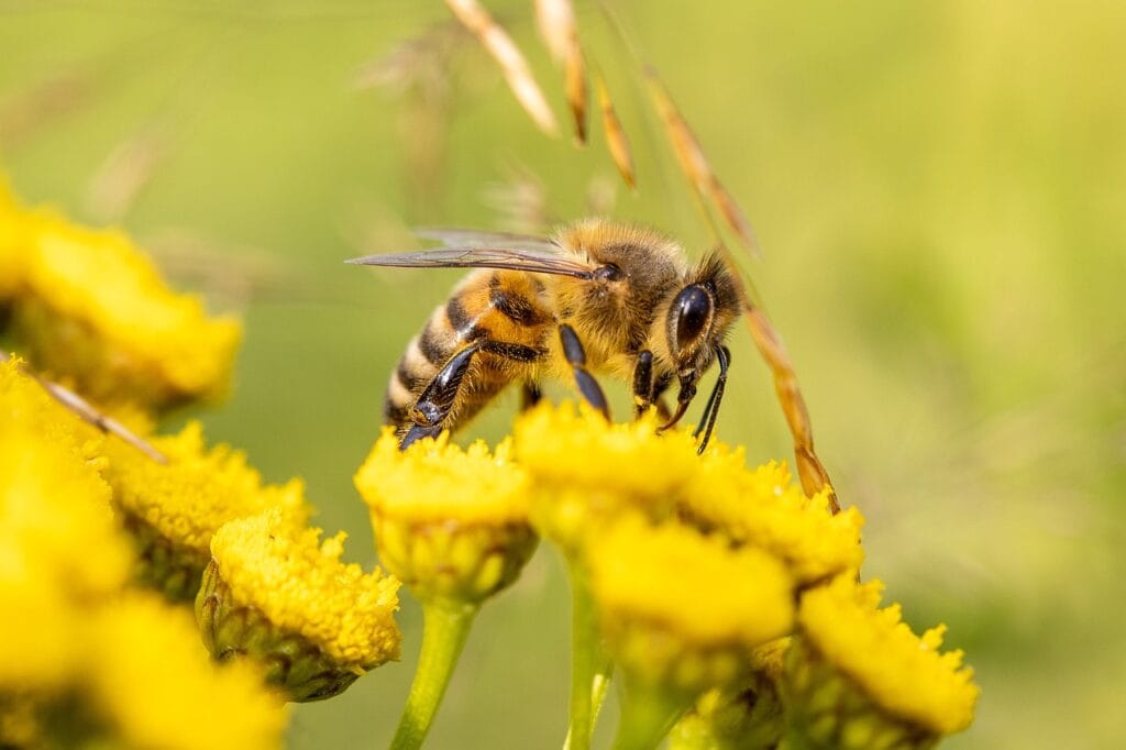 Hoe Lang Blijven Pesticiden Op Tuinplanten Zitten?