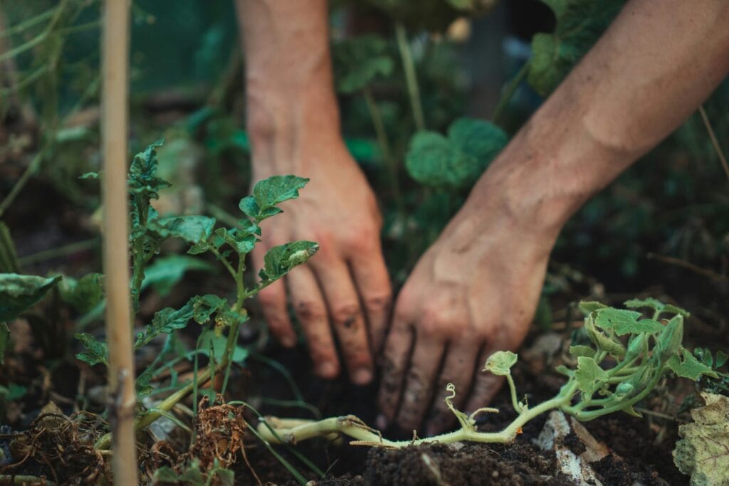 Hoe Lang Blijven Pesticiden Op Tuinplanten Zitten?