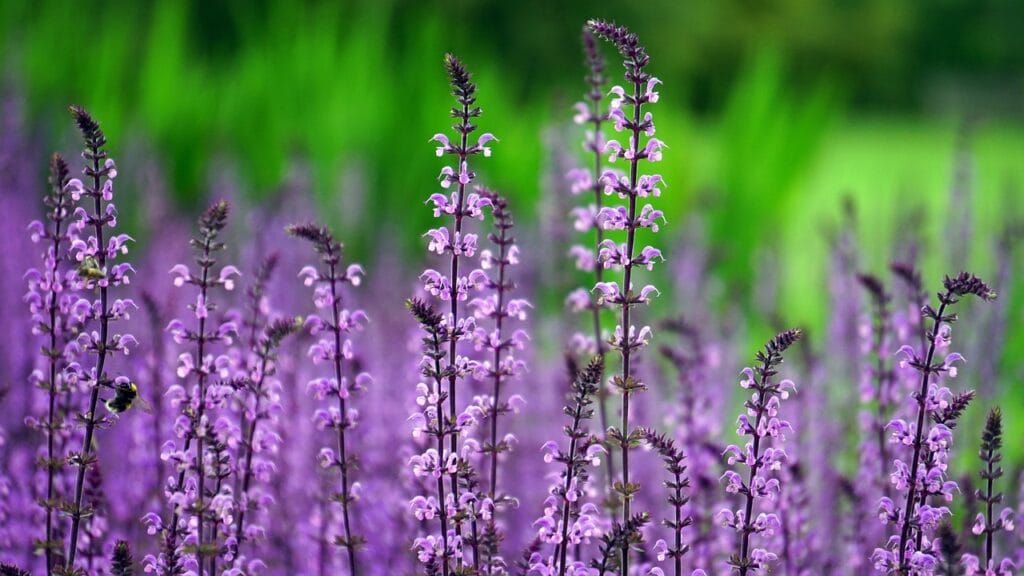 Inheemse Planten In Je Tuin: Is Dat Echt Beter?