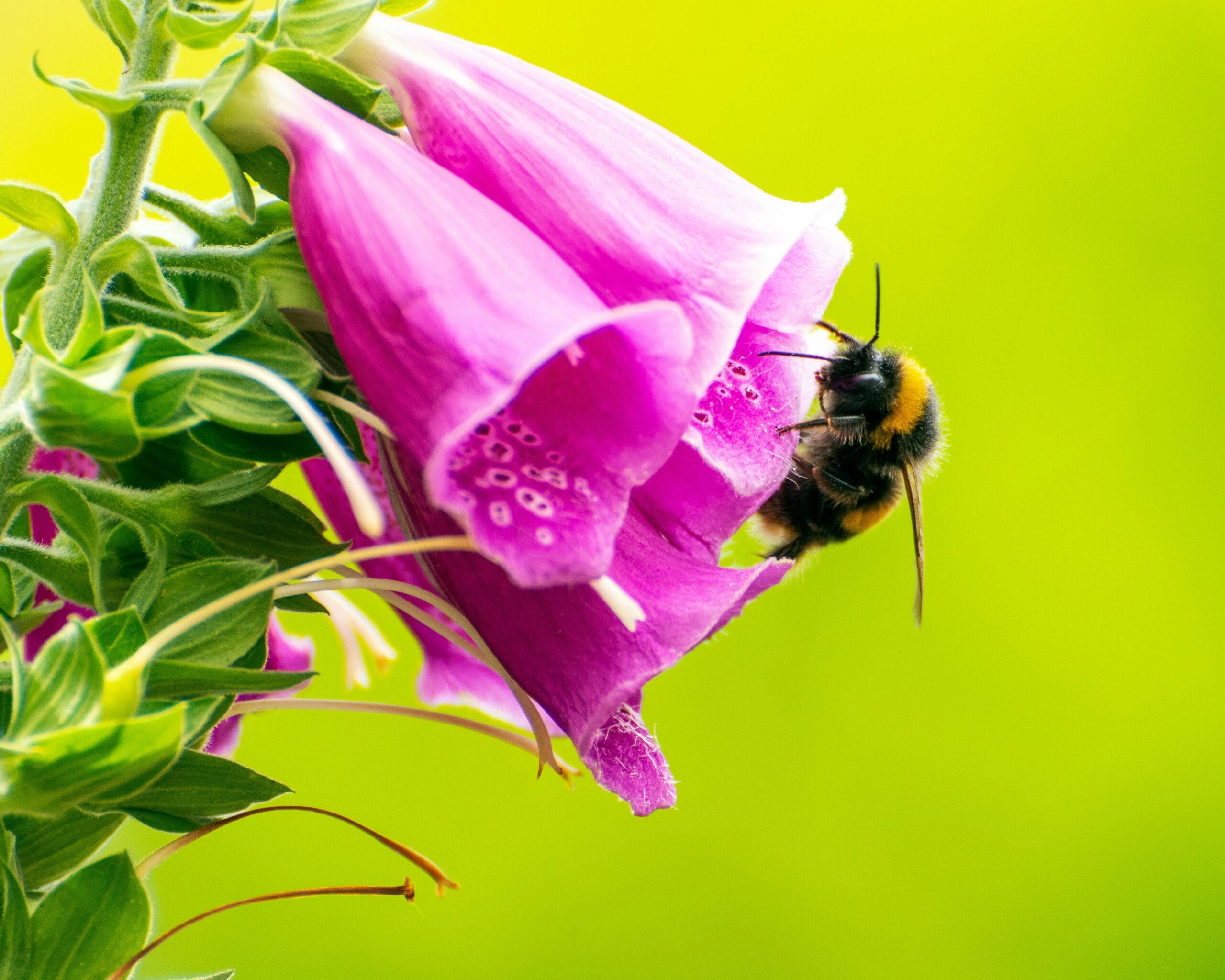 Inheemse Planten In Je Tuin: Is Dat Echt Beter?