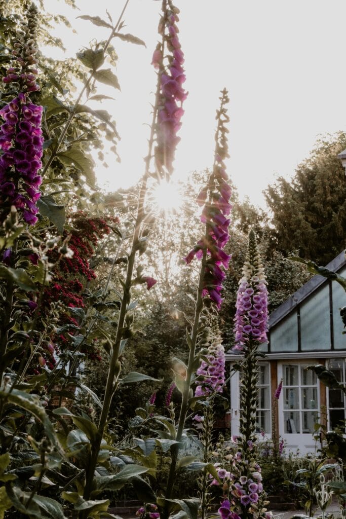 Inheemse Planten In Je Tuin: Is Dat Echt Beter?