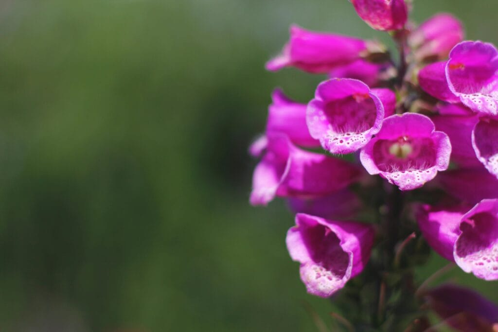 Inheemse Planten In Je Tuin: Is Dat Echt Beter?