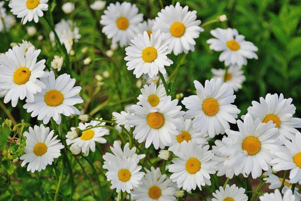 Inheemse Planten In Je Tuin: Is Dat Echt Beter?