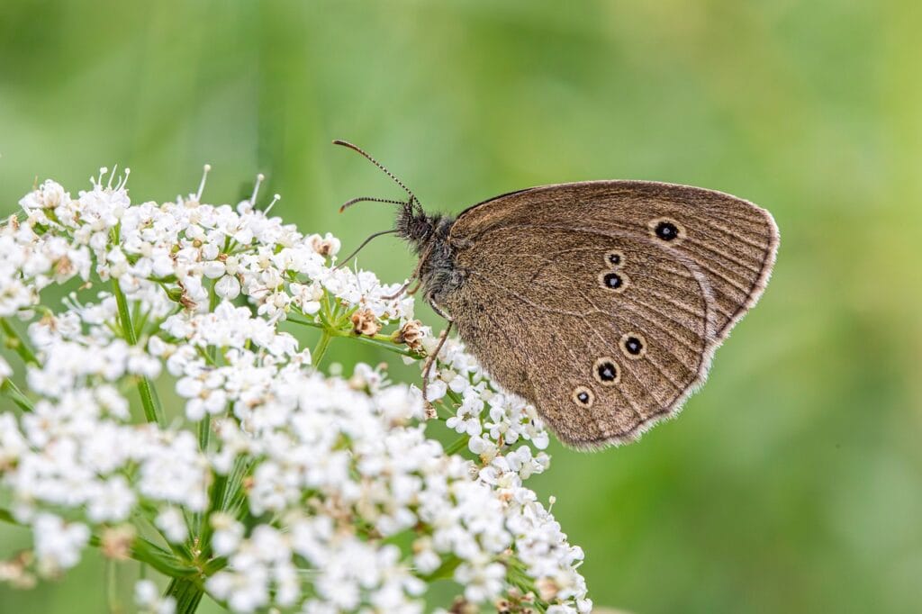 Hoe Lang Blijven Pesticiden Op Tuinplanten Zitten?