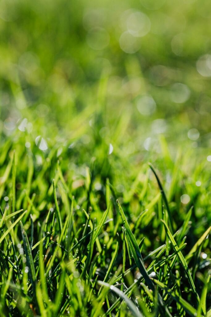 Pexels Karolina Grabowska 4040861