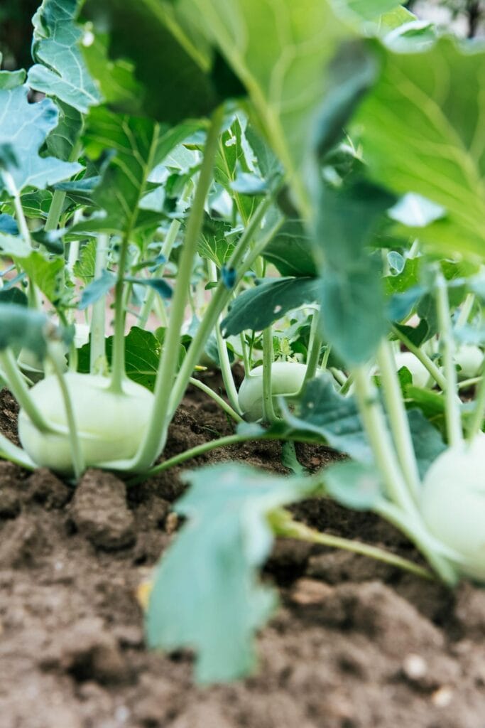 Earth Overshoot Day