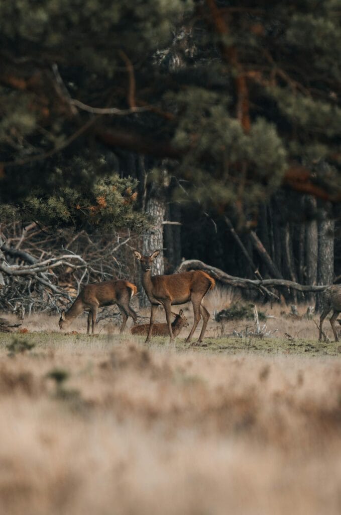 Nationale Parken