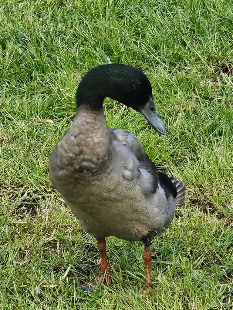 Kamperen Op Regeneratieve Boerderij Lenteland