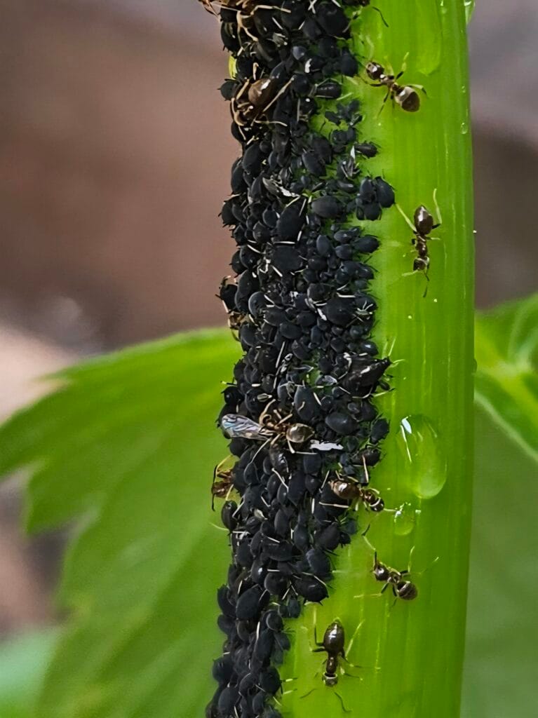 Luizen Op Een Natuurlijke Manier Bestrijden: Zo Doe Je Dat