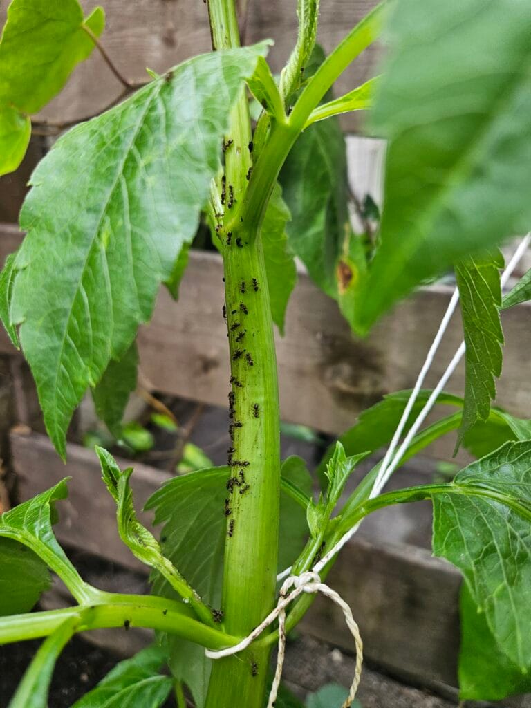 Luizen Op Een Natuurlijke Manier Bestrijden: Zo Doe Je Dat
