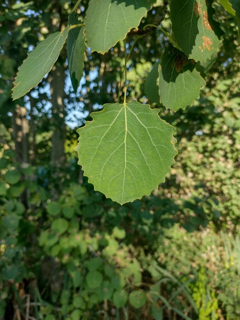 10 Laagdrempelige Tips Om Écht Verbinding Te Maken Met De Natuur