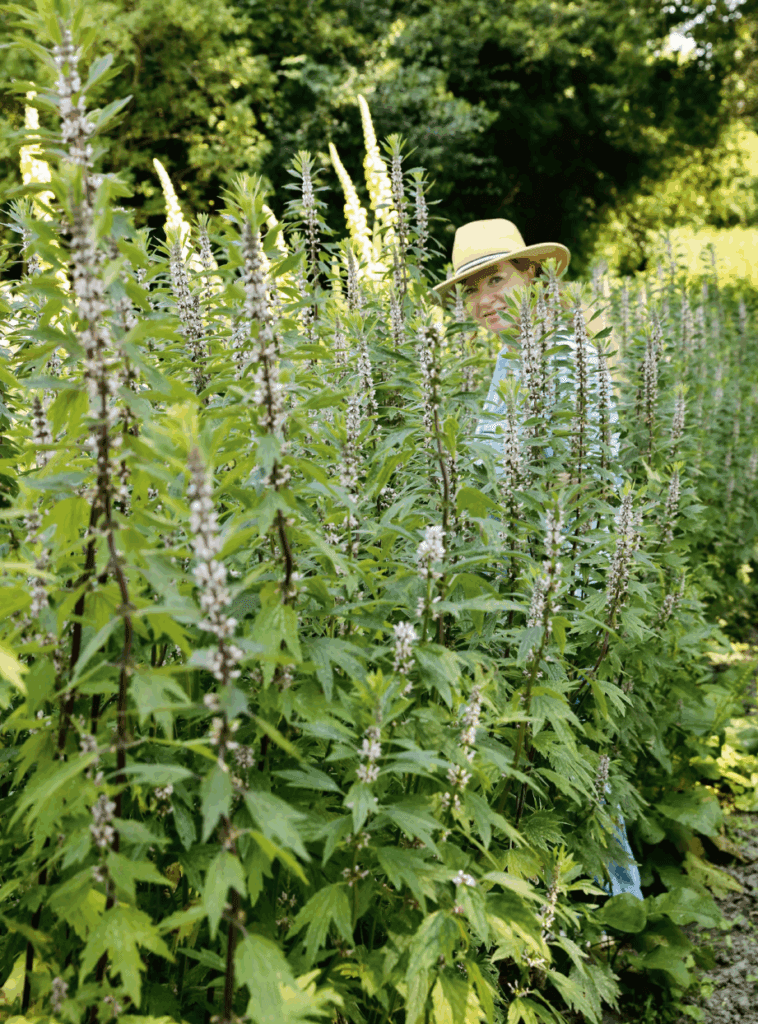 Wildplukken Met Leoniek Bontje