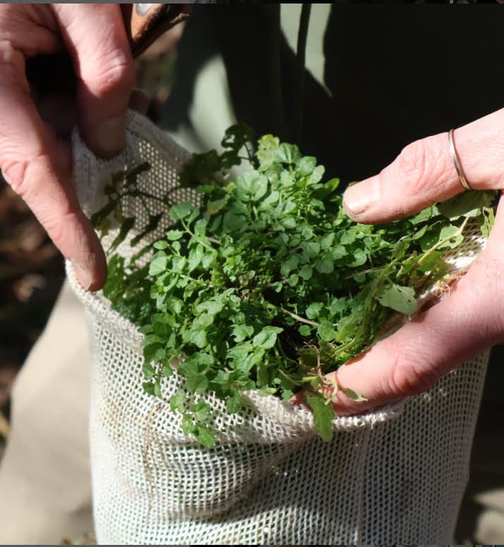 Kunnen We Nog Wel Wildplukken Met Al Die Pfas In De Grond?