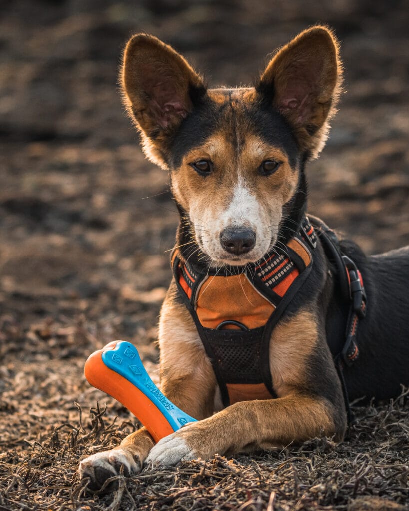 Als Vreemden Met De Land Rover Op Reis Naar Afrika En Dan Verliefd Worden Op Elkaar