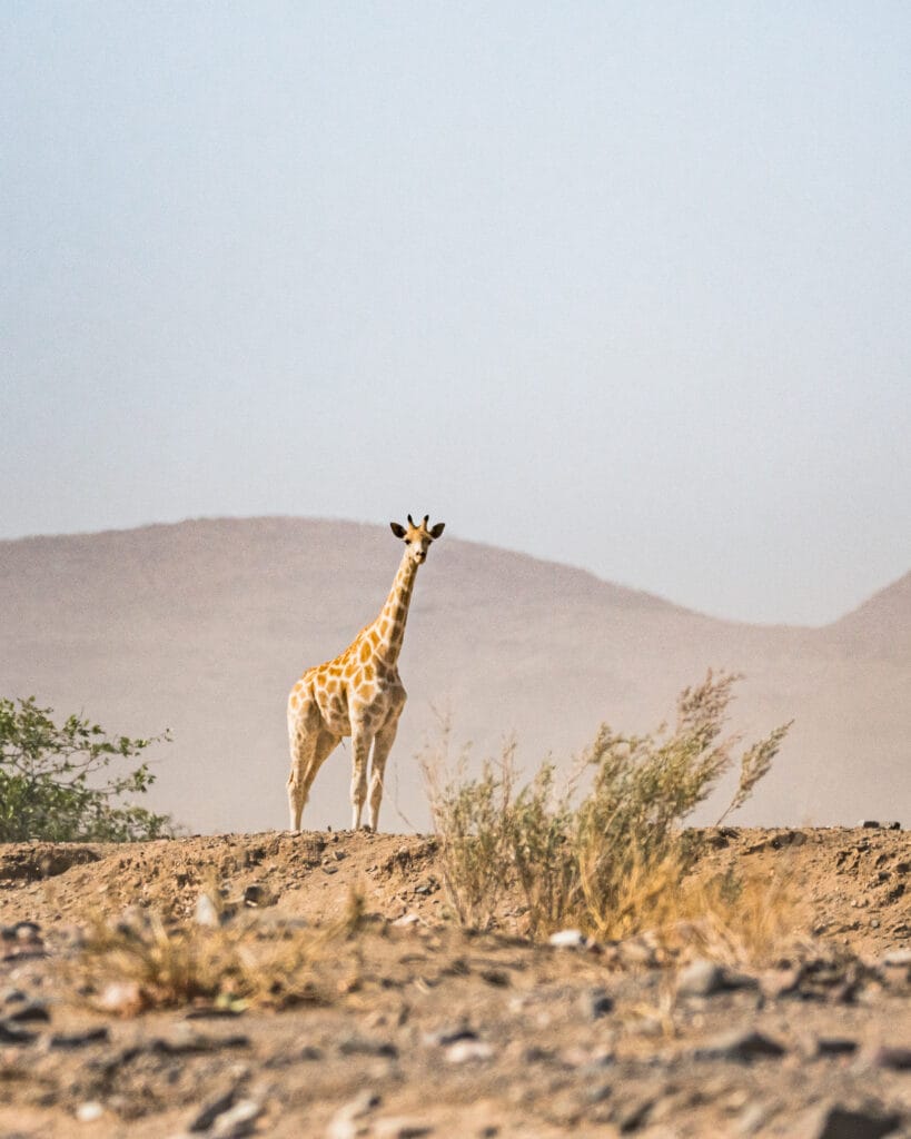 Als Vreemden Met De Land Rover Op Reis Naar Afrika En Dan Verliefd Worden Op Elkaar
