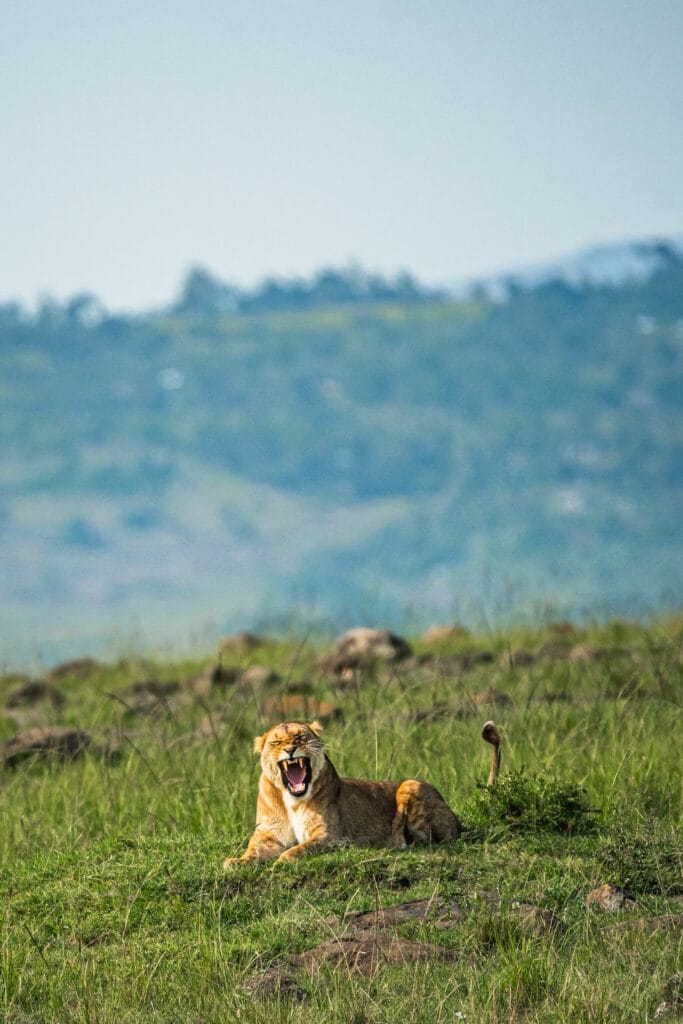 Als Vreemden Met De Land Rover Op Reis Naar Afrika En Dan Verliefd Worden Op Elkaar
