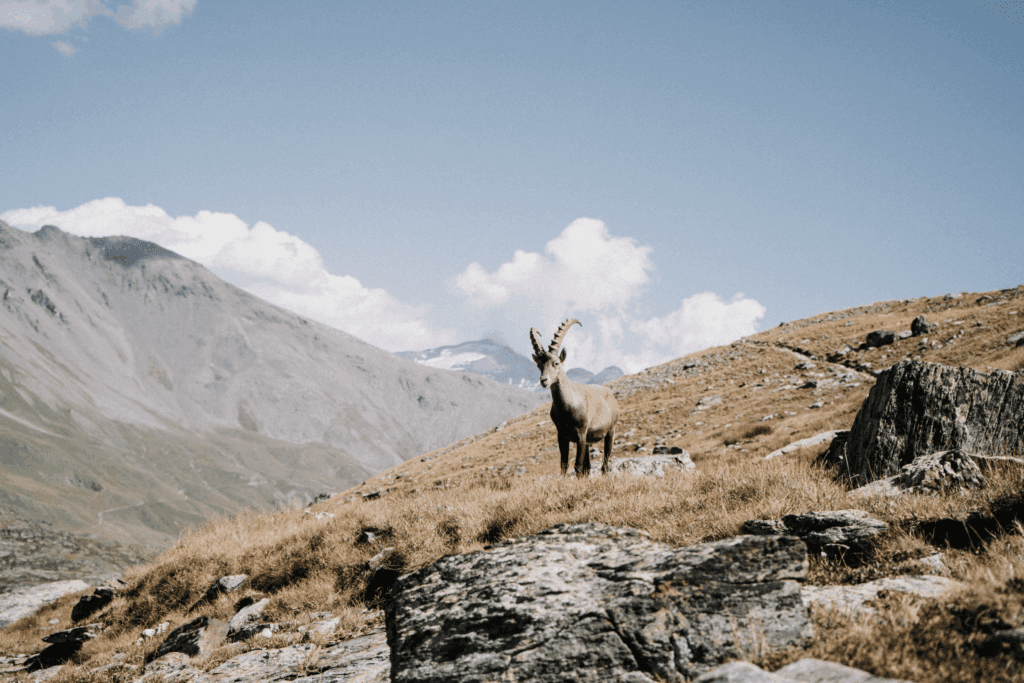 Alleen op avontuur: Paulien doet niets liever. Zo'n 10 maanden per jaar reist ze al lopend en fietsend door Europa. 4 Alleen Op Avontuur: Paulien Doet Niks Liever En Reist Zo’n 10 Maanden Per Jaar Al Lopend En Fietsend Door Europa. Dit Zijn Haar Tips