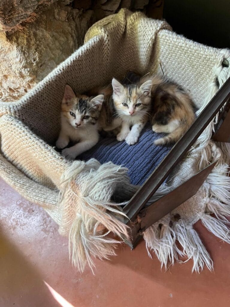 Wonen In Eco-Community La Nouvelle Terre In Zuid-Frankrijk