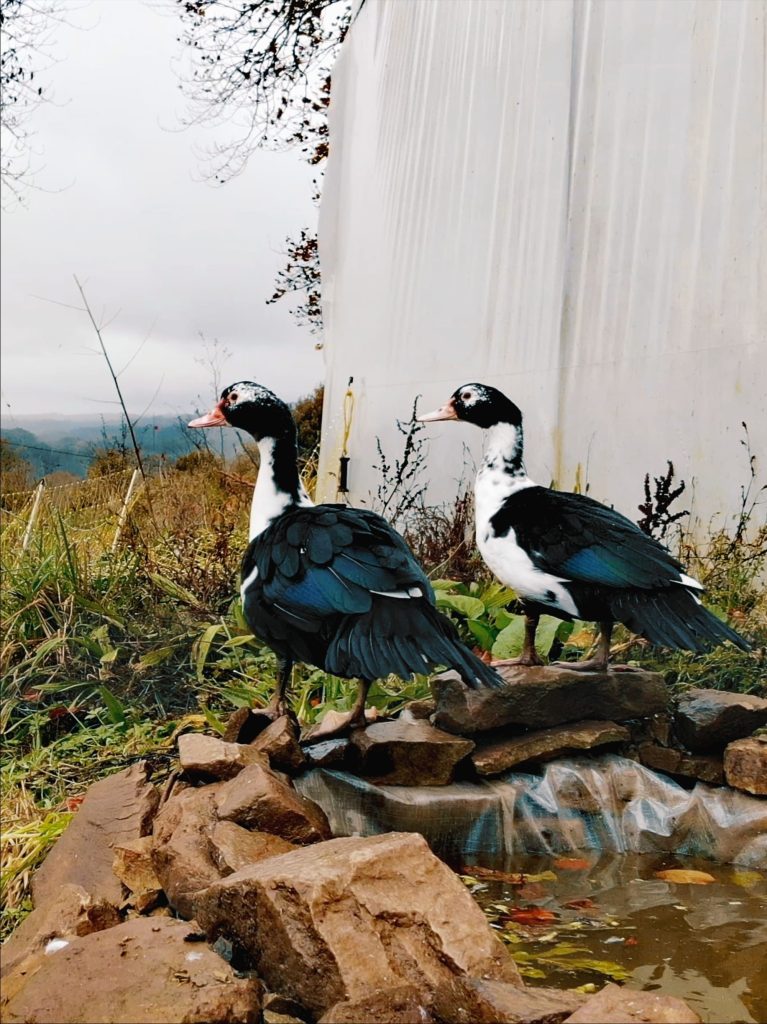 Zelfvoorzienend Leven In Frankrijk: Deze 3 Vrienden Leven Hun Droom