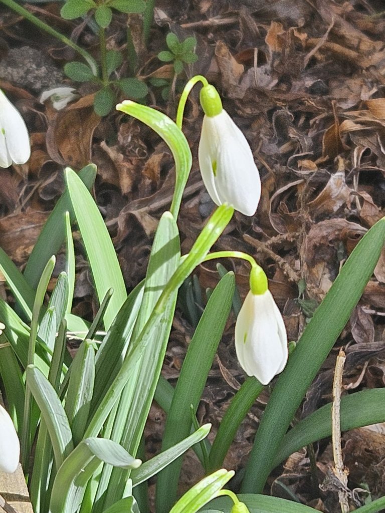 Sneeuwschoenwandelen in Isère: ontdek de stilte in de Franse Alpen tijdens je wintersportvakantie 11 20250308 103132
