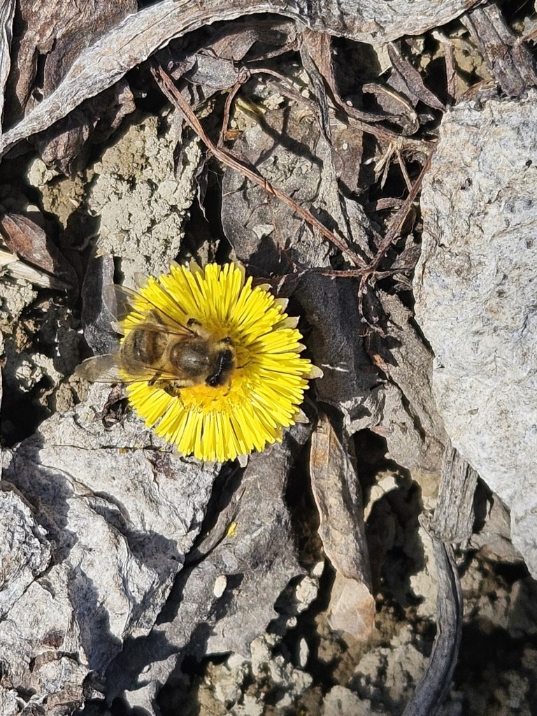 Sneeuwschoenwandelen in Isère: ontdek de stilte in de Franse Alpen tijdens je wintersportvakantie 13 20250308 112622