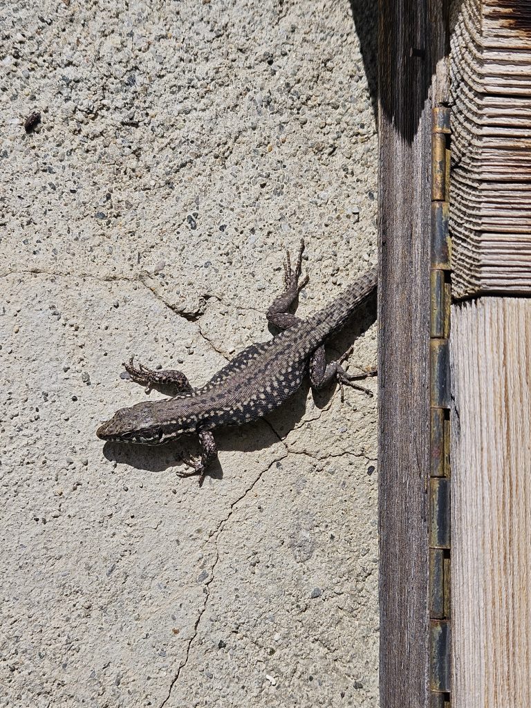 Sneeuwschoenwandelen in Isère: ontdek de stilte in de Franse Alpen tijdens je wintersportvakantie 12 20250308 133154