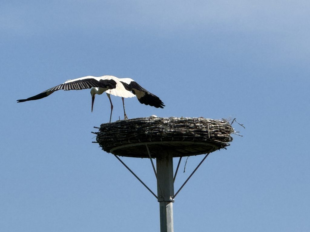 De natuur is geen bezit: 88% van onze community wil rechten van de natuur 5 De Natuur Is Geen Bezit: 88% Van Onze Community Wil Rechten Van De Natuur