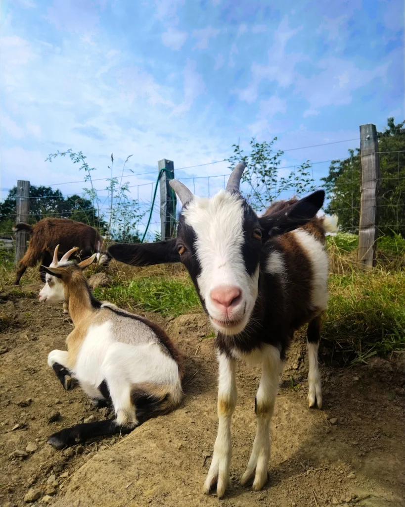 Zelfvoorzienend Leven In Frankrijk: Deze 3 Vrienden Leven Hun Droom