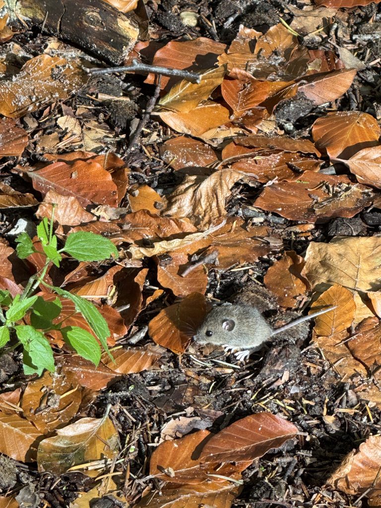 De natuur is geen bezit: 88% van onze community wil rechten van de natuur 2 De Natuur Is Geen Bezit: 88% Van Onze Community Wil Rechten Van De Natuur