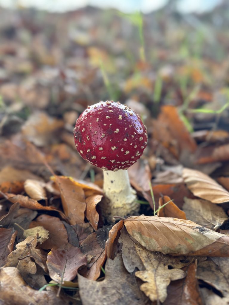 De natuur is geen bezit: 88% van onze community wil rechten van de natuur 4 De Natuur Is Geen Bezit: 88% Van Onze Community Wil Rechten Van De Natuur