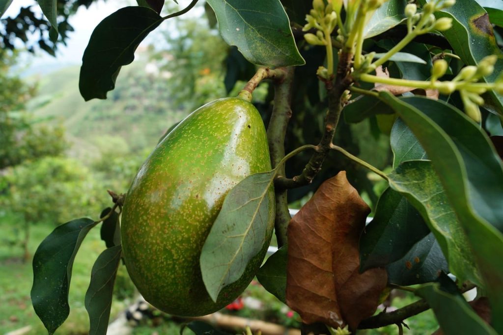 Verse Avocado Of Mango Of Diepvries: Wat Is Duurzamer?
