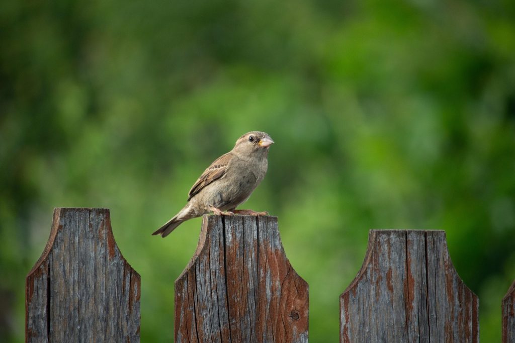 Sparrow 4278288 1280