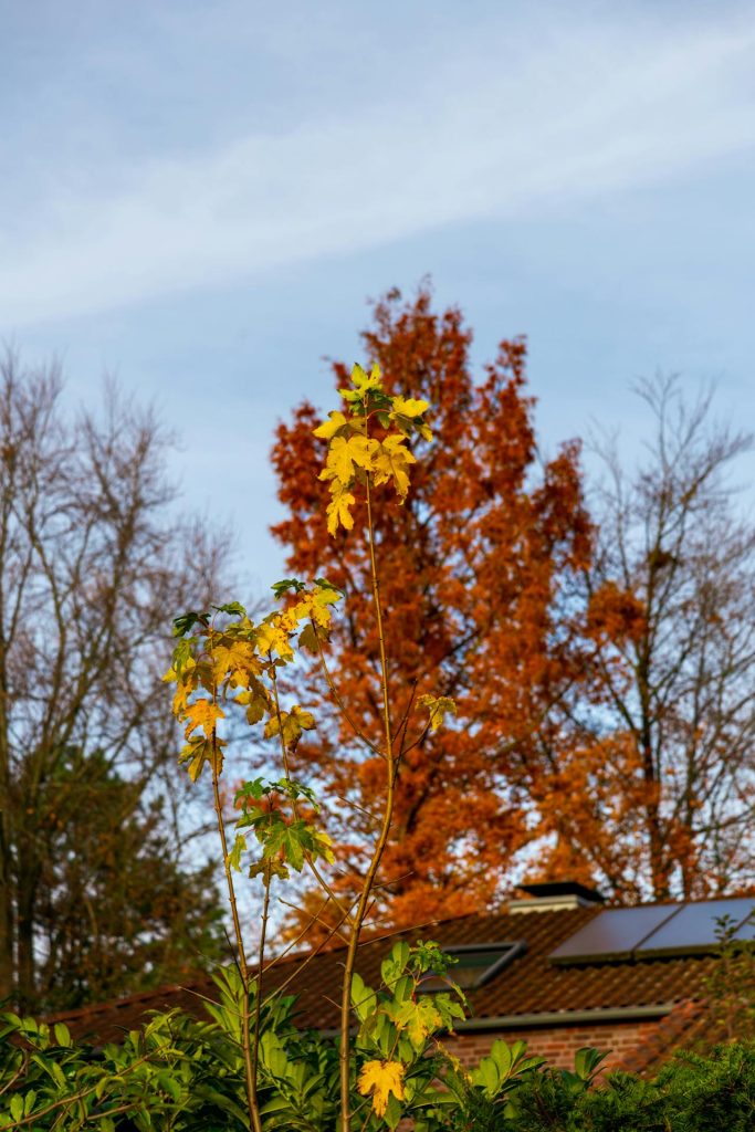 Pexels Strannik Sk 34784153